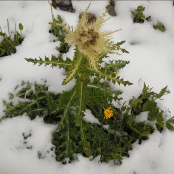 Camping Libac - Fotogallery - Pontechianle - Valle Varaita - Cuneo