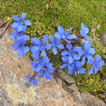 Camping Libac - Fotogallery - Pontechianle - Valle Varaita - Cuneo