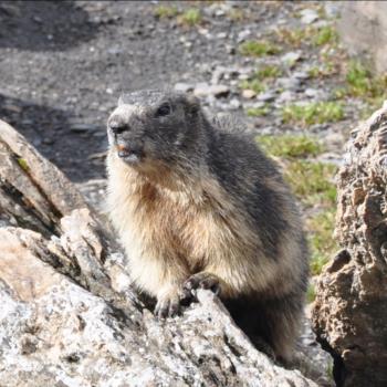 Camping Libac - Fotogallery - Pontechianle - Valle Varaita - Cuneo