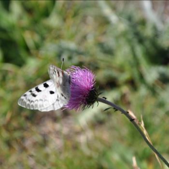 Camping Libac - Fotogallery - Pontechianle - Valle Varaita - Cuneo