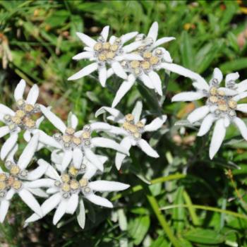 Camping Libac - Fotogallery - Pontechianle - Valle Varaita - Cuneo