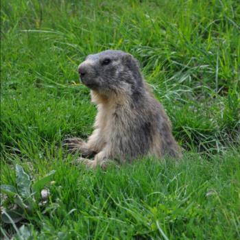 Camping Libac - Fotogallery - Pontechianle - Valle Varaita - Cuneo