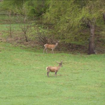 Camping Libac - Fotogallery - Pontechianle - Valle Varaita - Cuneo
