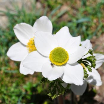 Camping Libac - Fotogallery - Pontechianle - Valle Varaita - Cuneo